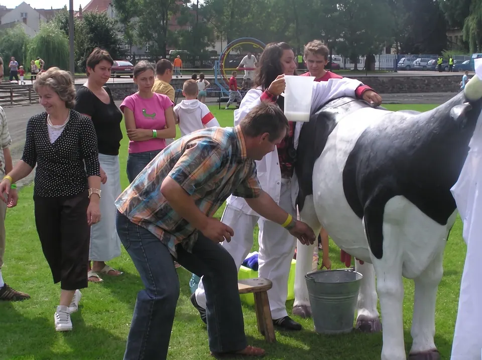 Uczestnik doi sztuczną krowę do wiadra podczas konkurencji na trawniku