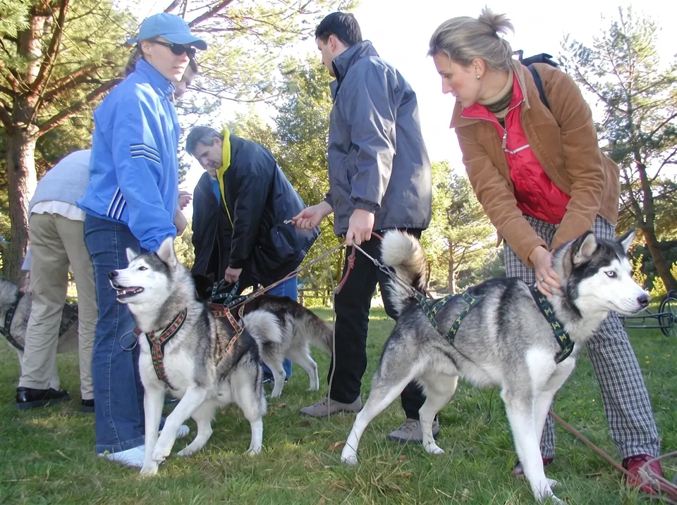 Psy husky jako atrakcja imprezy firmowej