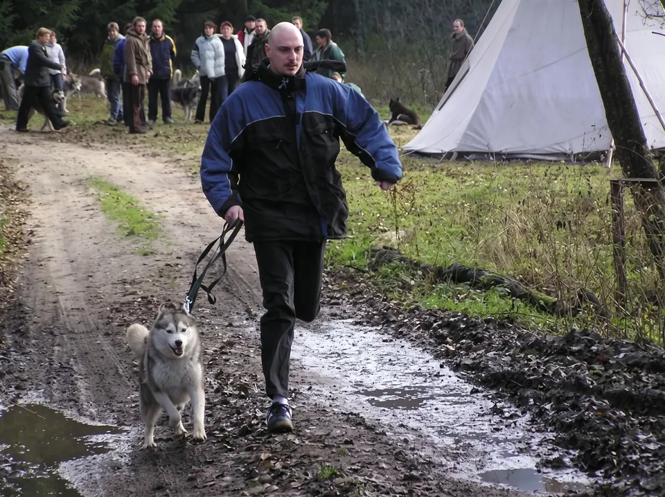 Psy husky jako atrakcja firmowego eventu