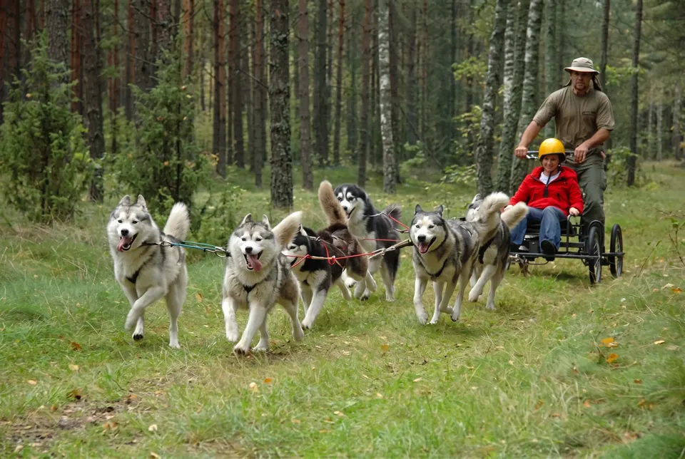 Zaprzęg psów husky na leśnej imprezie traperskiej
